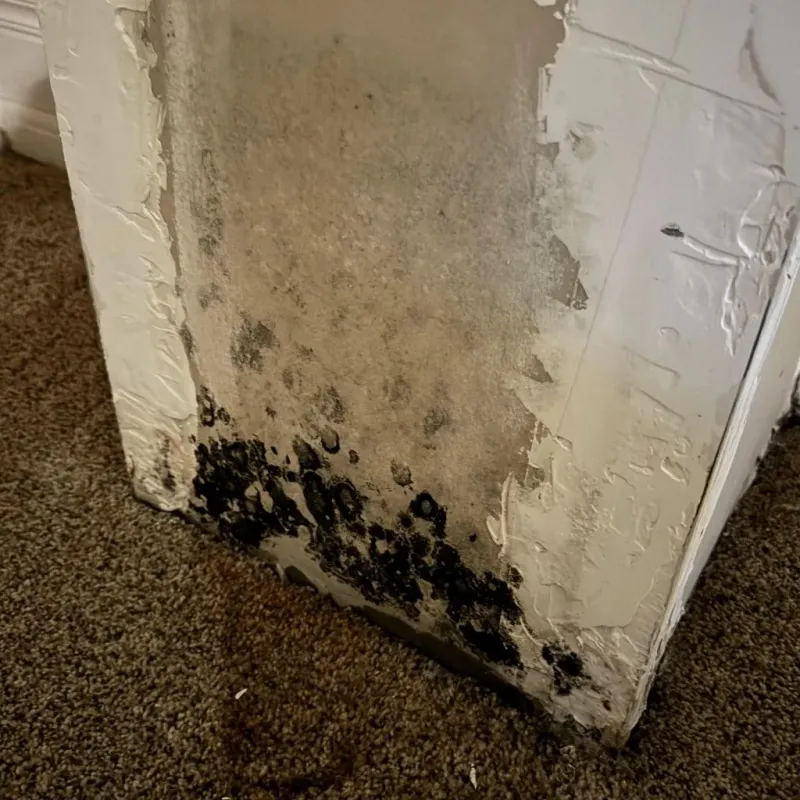 Professional Mold Removal in San Andreas, CA
